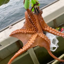 明石　タコ釣り　丸松乗合船