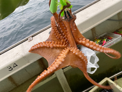 明石　タコ釣り　丸松乗合船