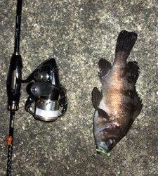 メバリングにて