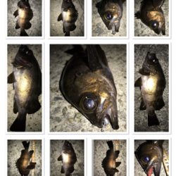 2020ライトゲーム第11戦