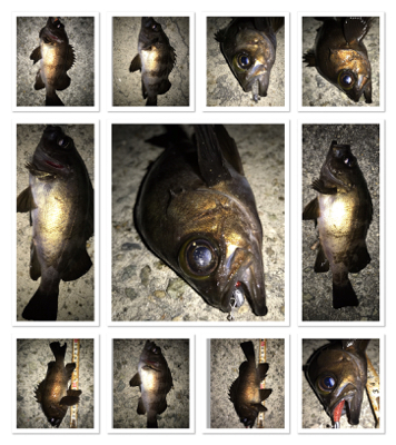 2020ライトゲーム第11戦