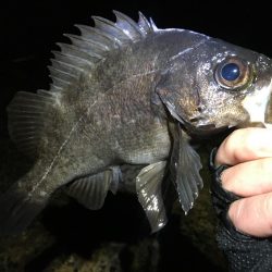 激渋っレイニーメバリング!