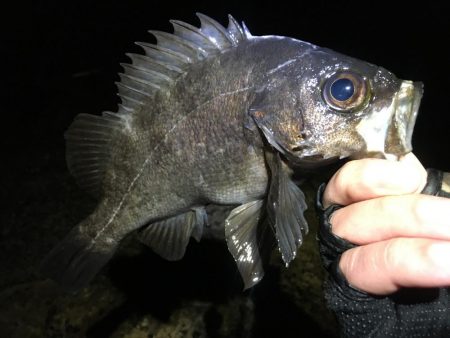 激渋っレイニーメバリング!