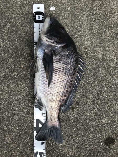 イチノ兄弟、釣果!