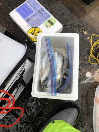 サイズが良くなってきた？？