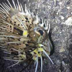 人生初イカ\\\\\\ꐕ ꐕ ꐕ////