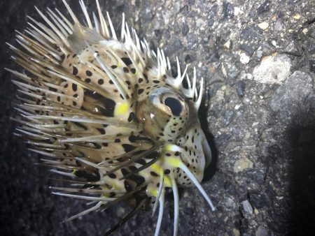 人生初イカ\\\\\\ꐕ ꐕ ꐕ////