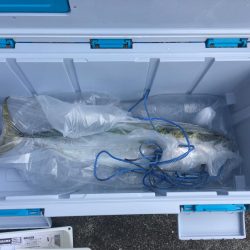 まだいたブリ(笑)エースの最後