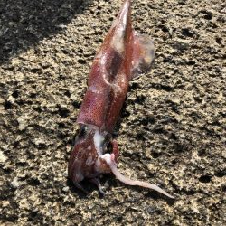 青物狙いのはずが