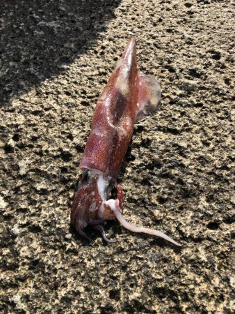 青物狙いのはずが