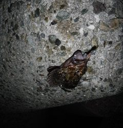 フロートでメバル