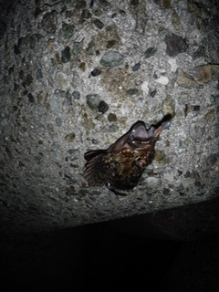 フロートでメバル