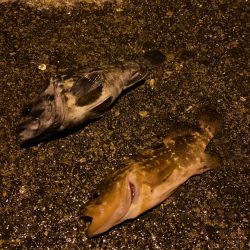 西舞鶴でアコウ、タケノコ！！