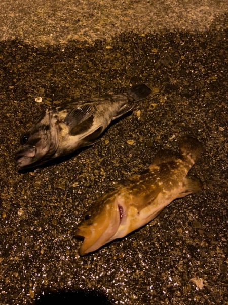 西舞鶴でアコウ、タケノコ！！