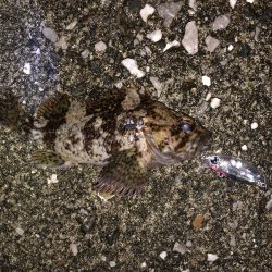 メバルプラッギング