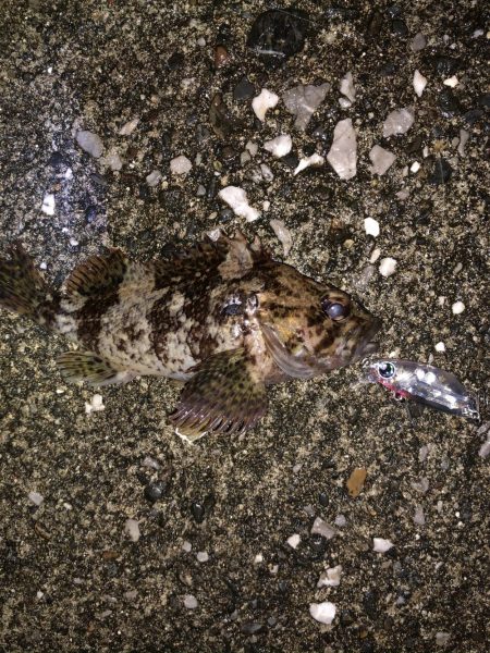 メバルプラッギング