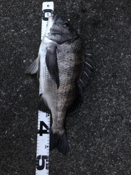 イチノ兄弟、釣果！