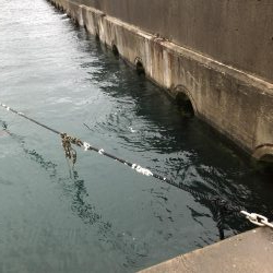 アジ溜まり発見！ギガアジが入れ食い。まさにアジ無双！！