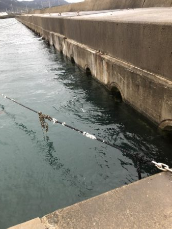 アジ溜まり発見！ギガアジが入れ食い。まさにアジ無双！！