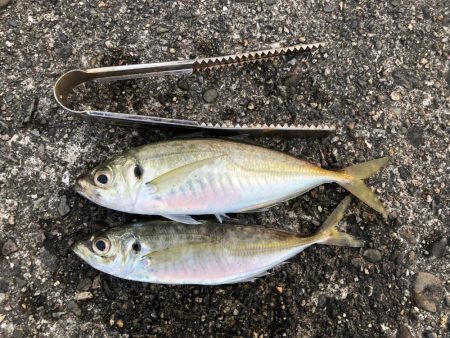 アジが釣れました
