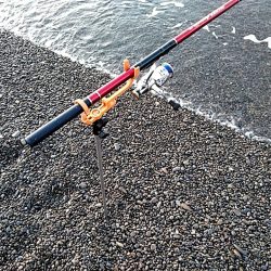 ボチボチ　春イカの季節かなぁー