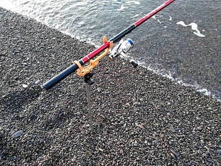 ボチボチ　春イカの季節かなぁー