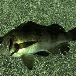 たけのこ、メバル