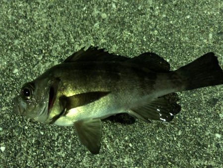 たけのこ、メバル