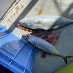 ハマチサイズですが