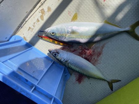 ハマチサイズですが