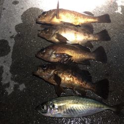 20前後のメバル