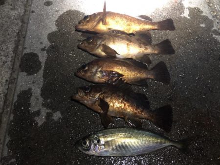 20前後のメバル