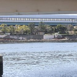 アタリゼロで釣果あり、これなーんだ？