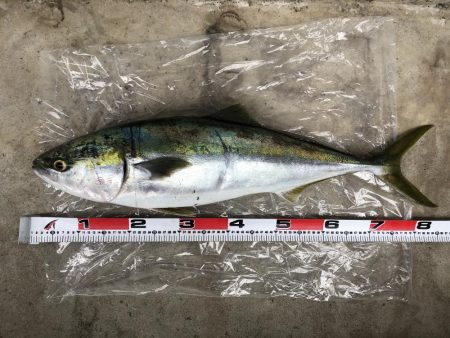 朝マズメ サーフフィッシング