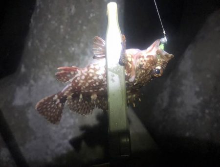 下の方で、なんとか小さいのゲット