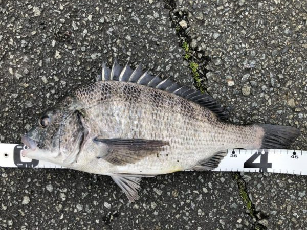 イチノ兄弟、釣果！