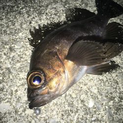 満潮メバリング