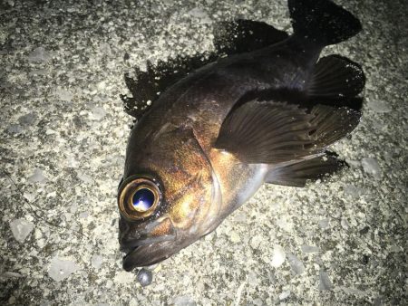 満潮メバリング