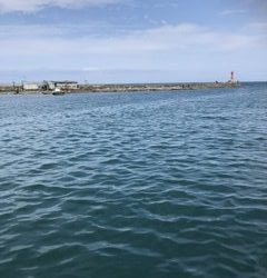 やっぱり深日港!中羽イワシが乱舞。