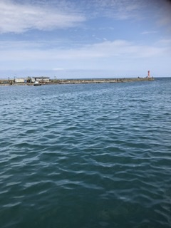 やっぱり深日港!中羽イワシが乱舞。