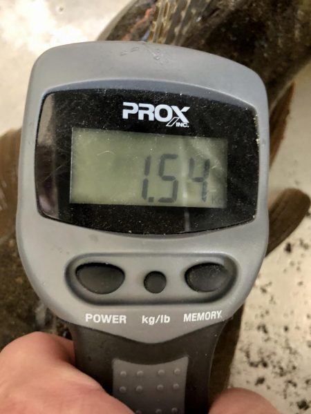 イカ狙いのはずが…