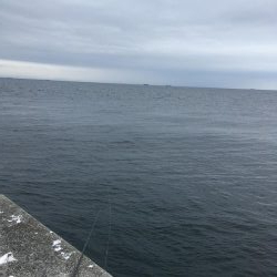 シーバスシーズンイン