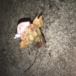 偶然にも出会えました