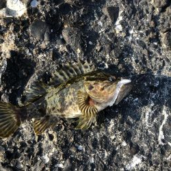 ロックフィッシュゲーム