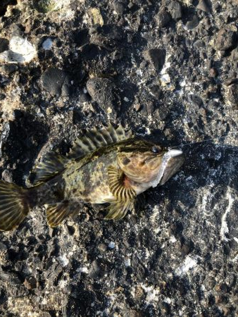 ロックフィッシュゲーム