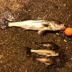 先輩とメバリング