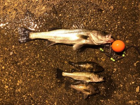 先輩とメバリング