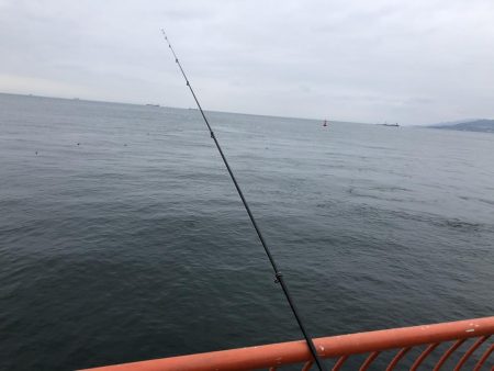 初めてのメバルゲット