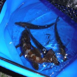 メバリングでベラ・ガシラ・アジ・メバル