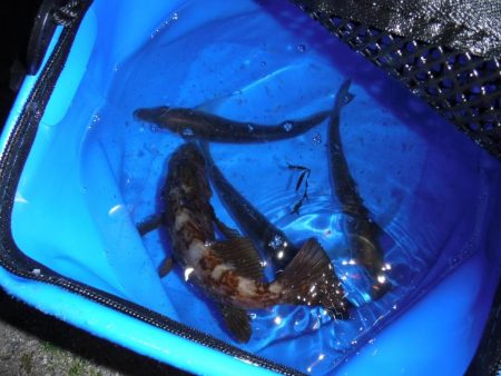 メバリングでベラ・ガシラ・アジ・メバル